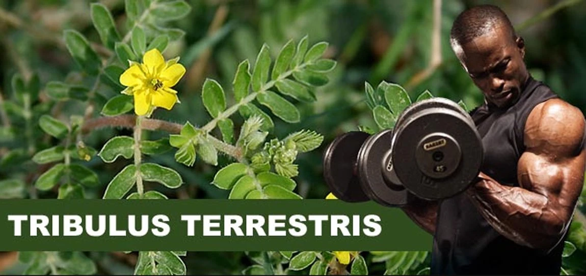 Tribulus terrestris extract 6