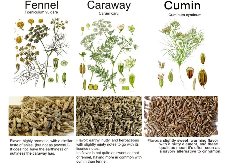 cumin-vs-fennel-vs-caraway-flavor