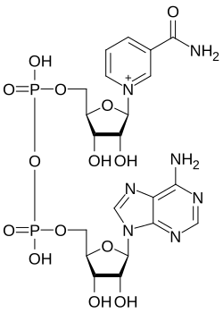 Nicotinamid Adenin Dinukleotid CAS 53-84-9